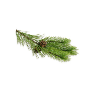 SENTIOTEC stoombad aromatische oliën, dennennaalden 5 l