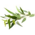 SENTIOTEC stoomsauna geurconcentraat, eucalyptus 5 l - 0