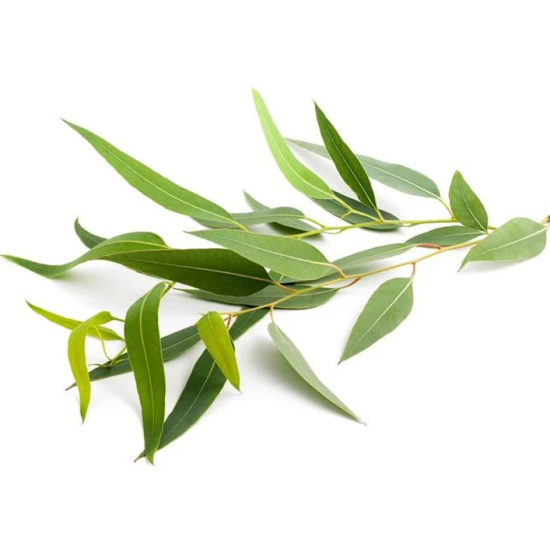 SENTIOTEC stoomsauna geurconcentraat, eucalyptus 5 l