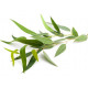SENTIOTEC stoomsauna geurconcentraat, eucalyptus 5 l