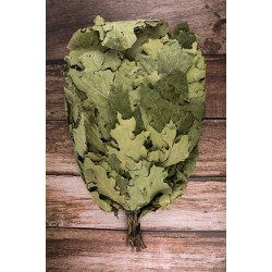 Canadese eiken bezem  Canadese eiken bezem